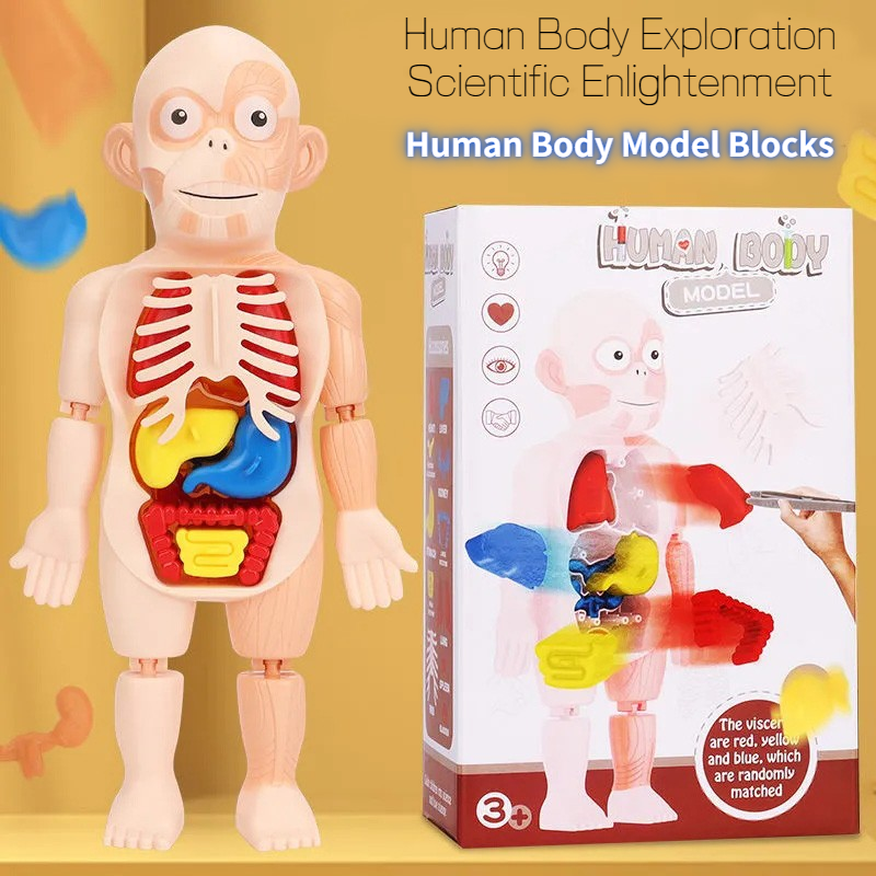 2022 Human Body Model for Kids 3+ Toys Removable Human Torso Anatomy Model With Heart Brain Skeleton for Medical Learning Tool Wholesale Distributor
